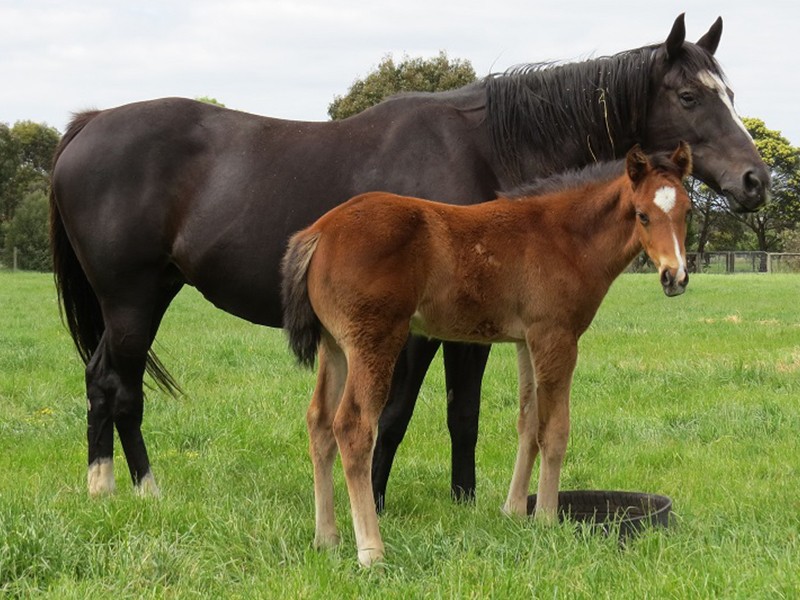 Squamosa x Silver Medal bc 41d